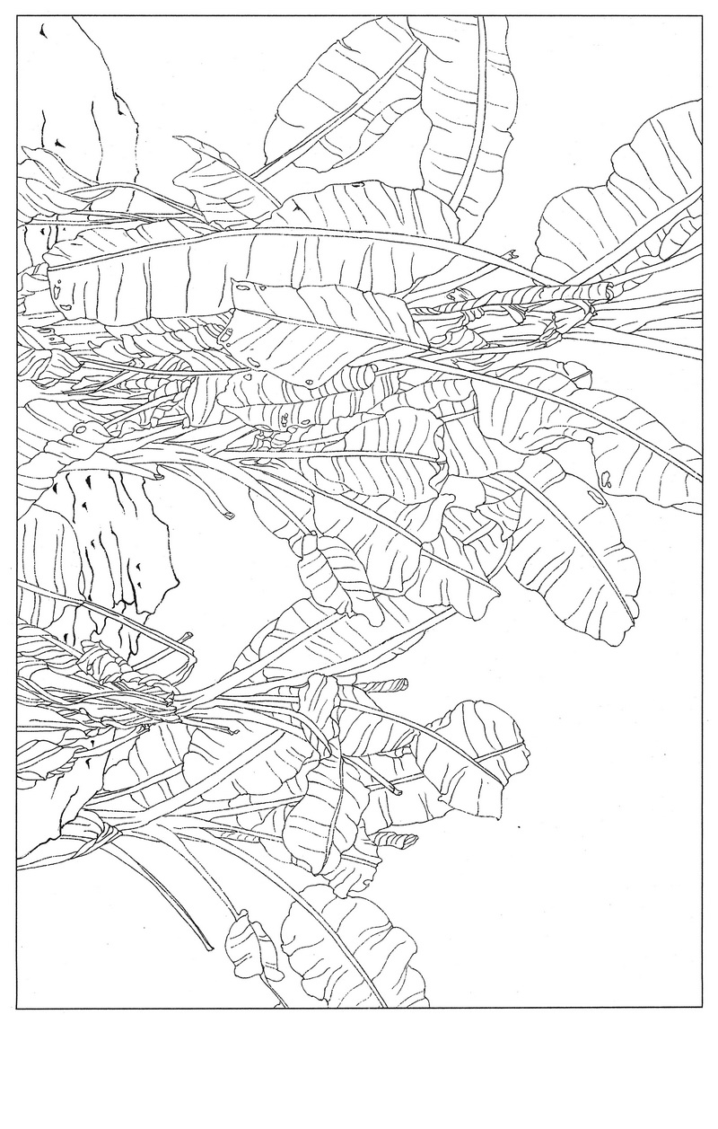 《工笔白描芭蕉图-1》高清白描作品 白描-第1张