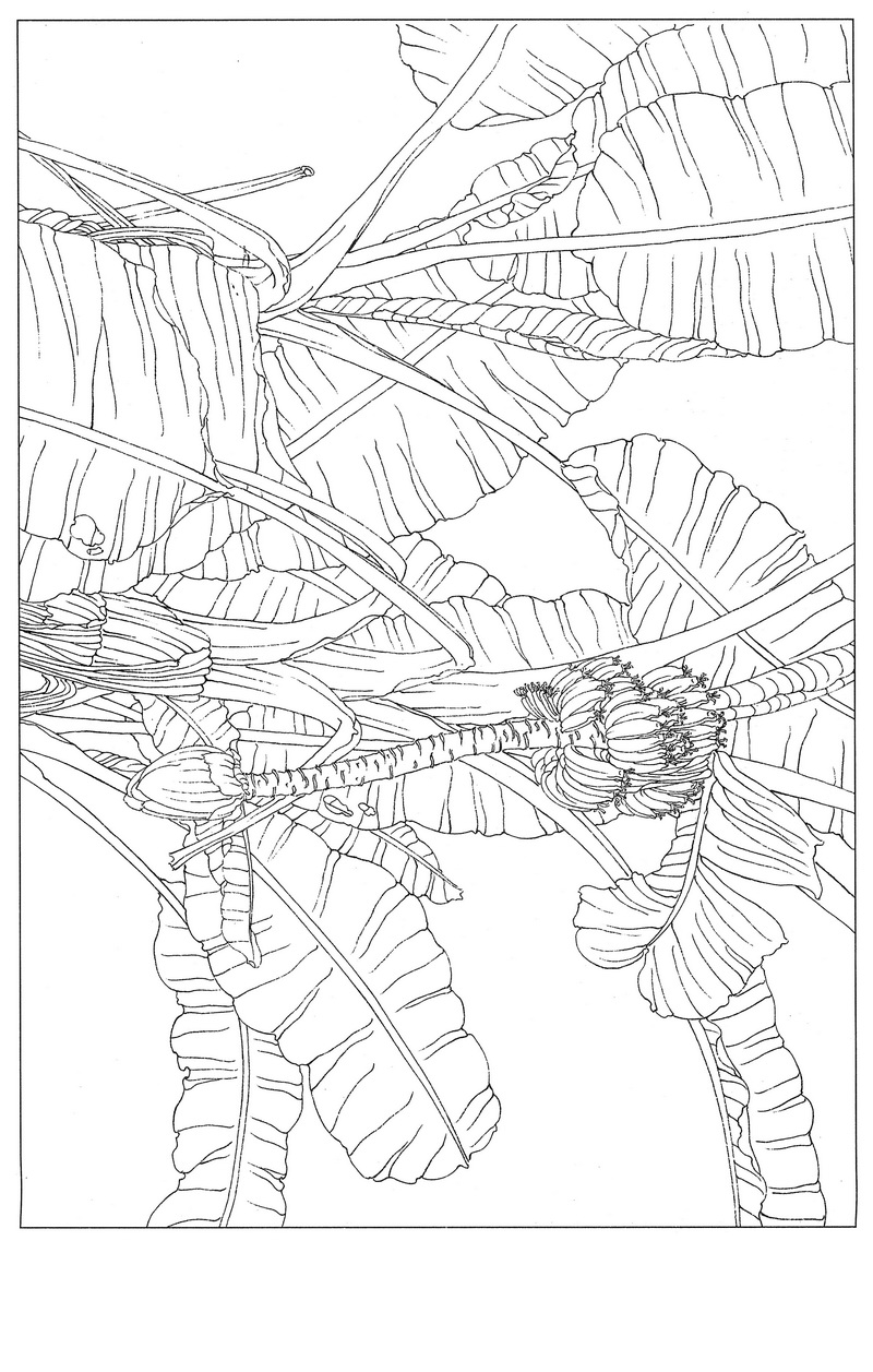 《工笔白描芭蕉图-3》高清白描作品 白描-第1张