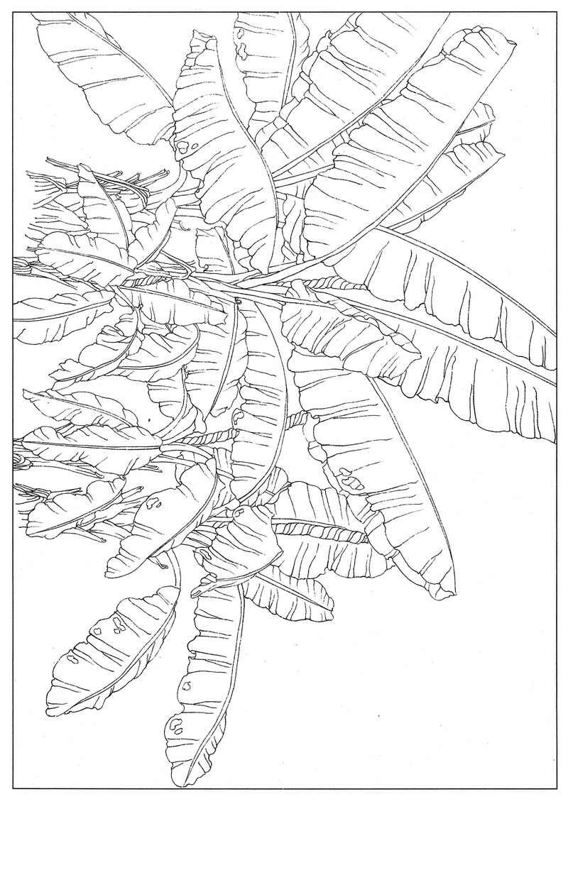 《工笔白描芭蕉图-4》高清白描作品 白描-第1张