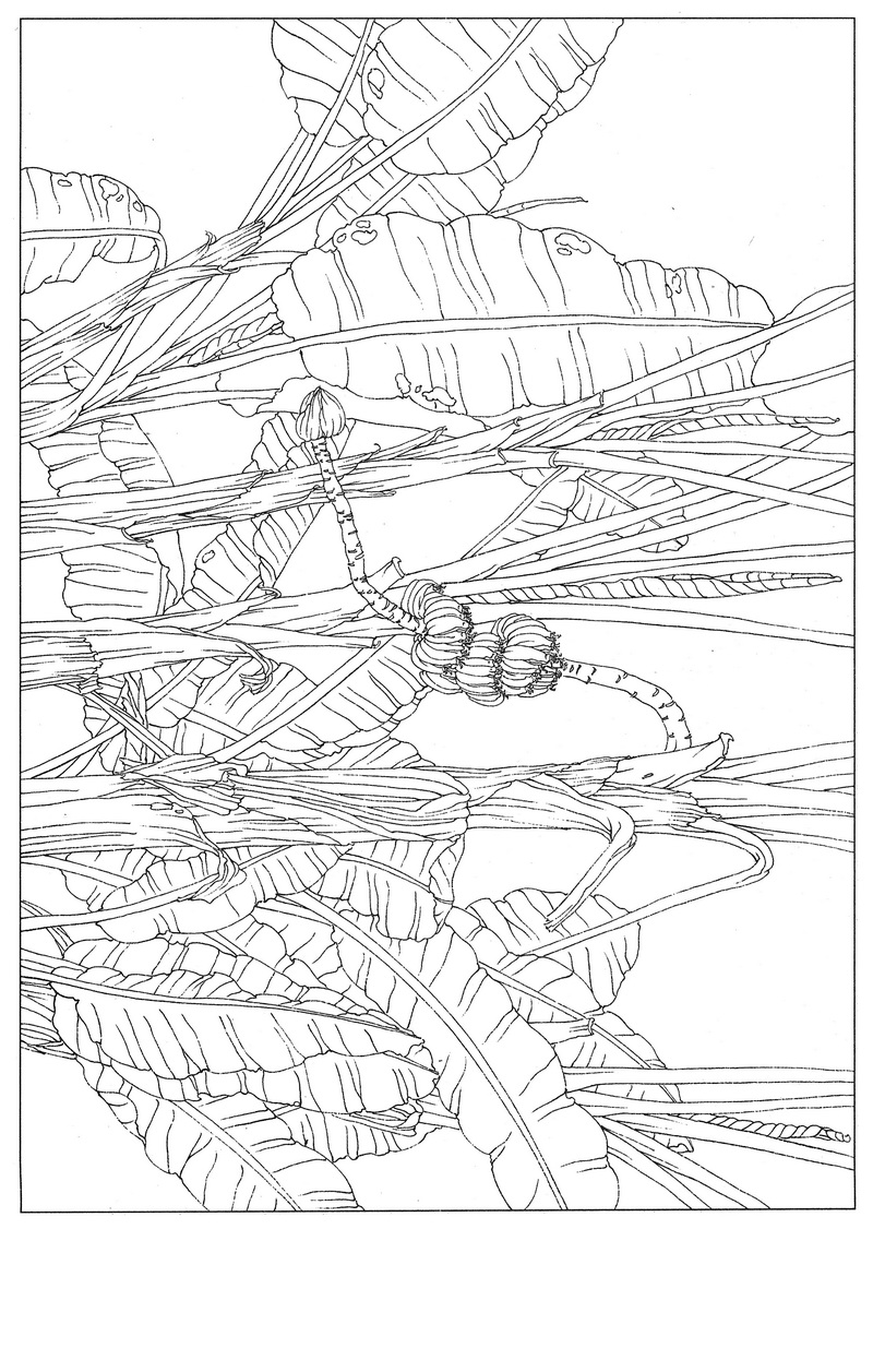 《工笔白描芭蕉图-5》高清白描作品 白描-第1张