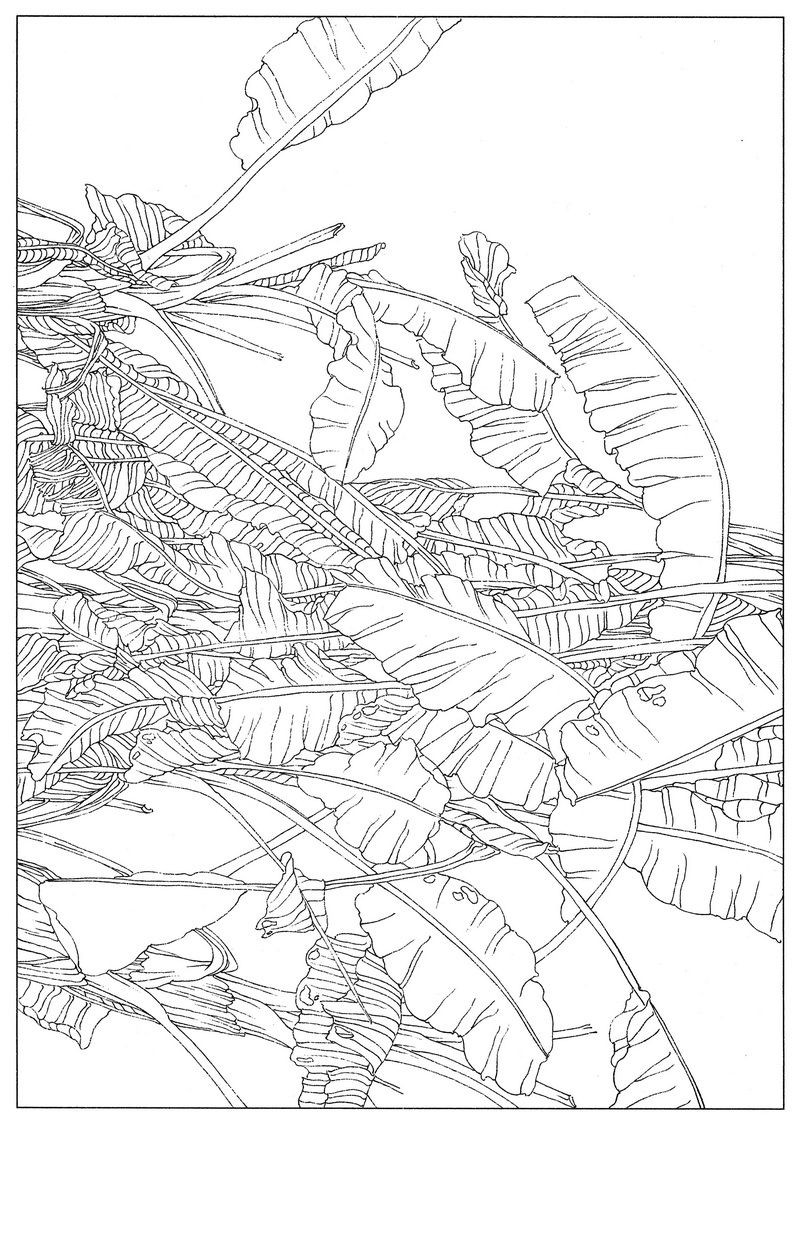 《工笔白描芭蕉图-6》高清白描作品 白描-第1张