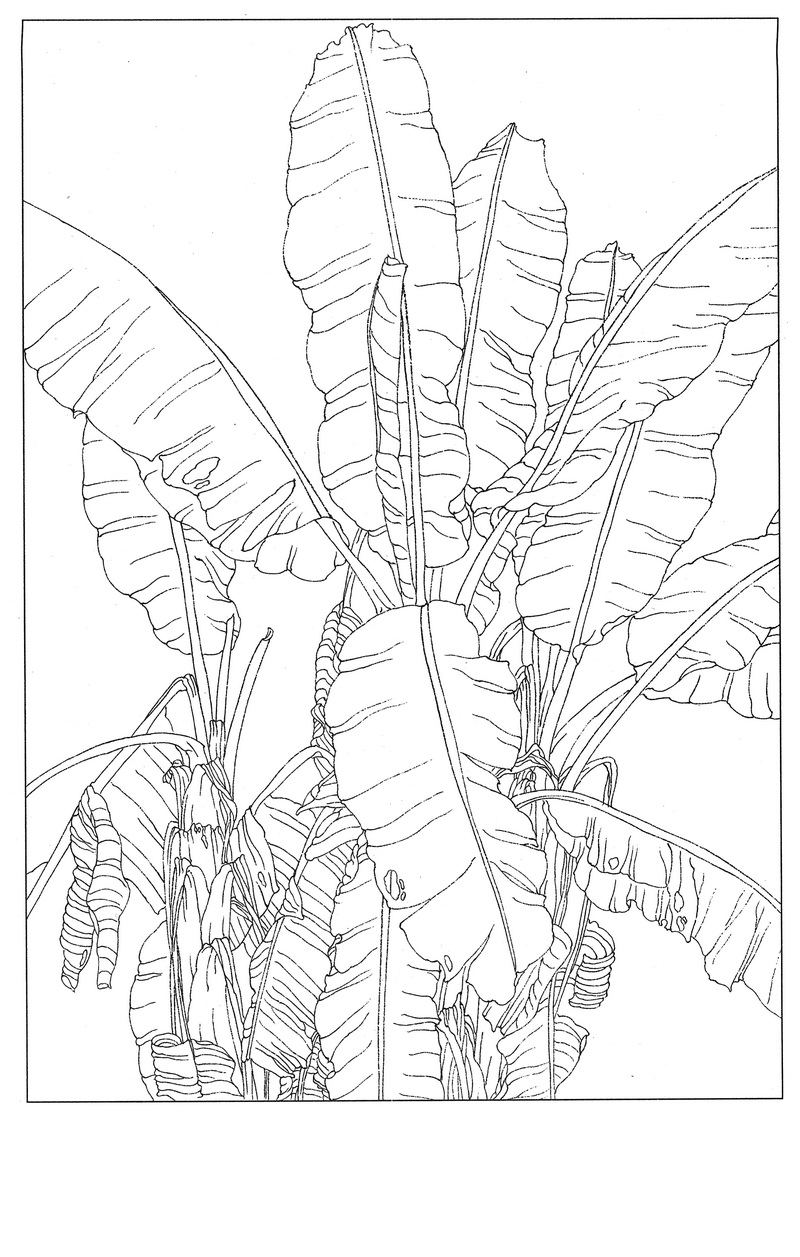 《工笔白描芭蕉图-9》高清白描作品 白描-第1张