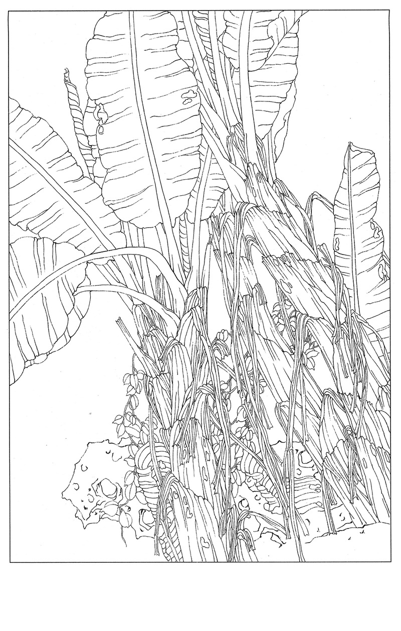 《工笔白描芭蕉图-11》高清白描作品 白描-第1张
