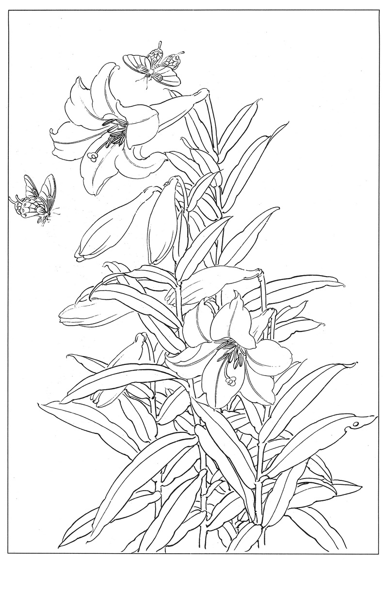 《工笔白描百合图-8》高清白描作品 白描-第1张