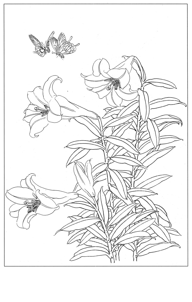 《工笔白描百合图-11》高清白描作品 白描-第1张