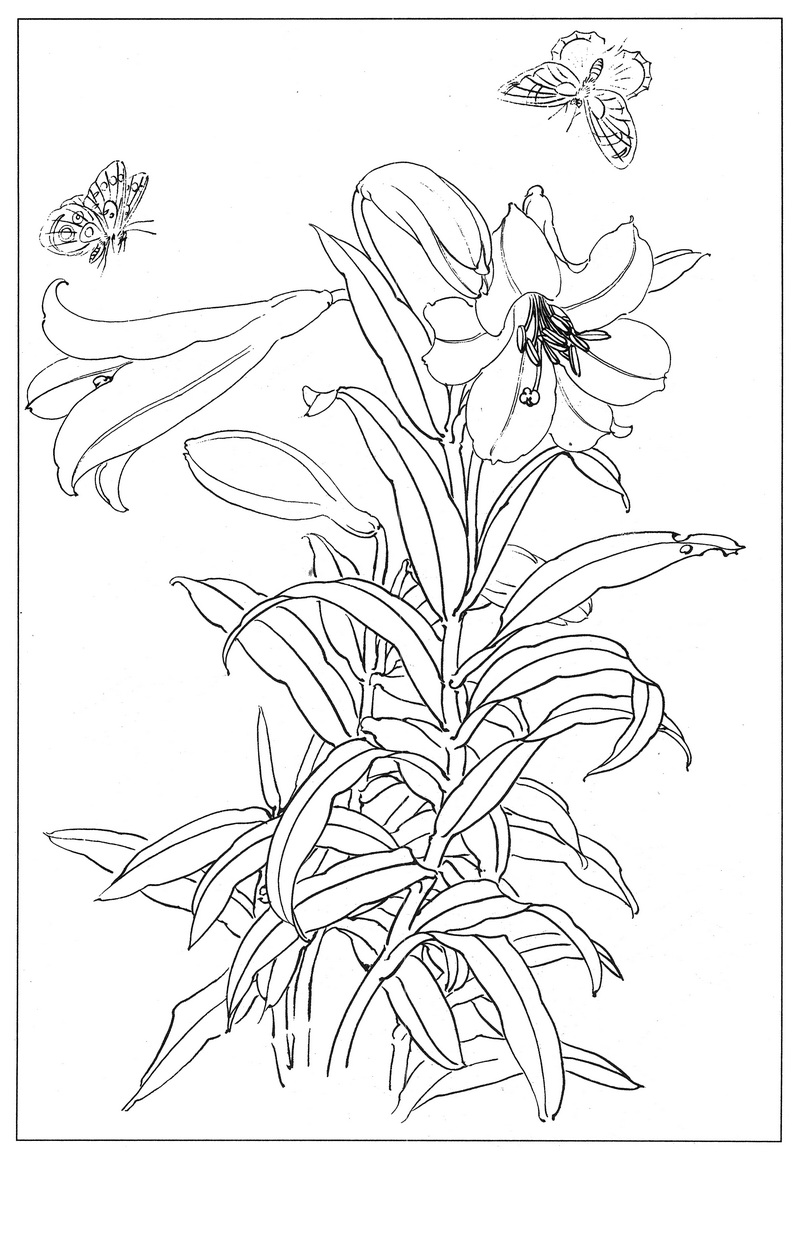 《工笔白描百合图-17》高清白描作品 白描-第1张