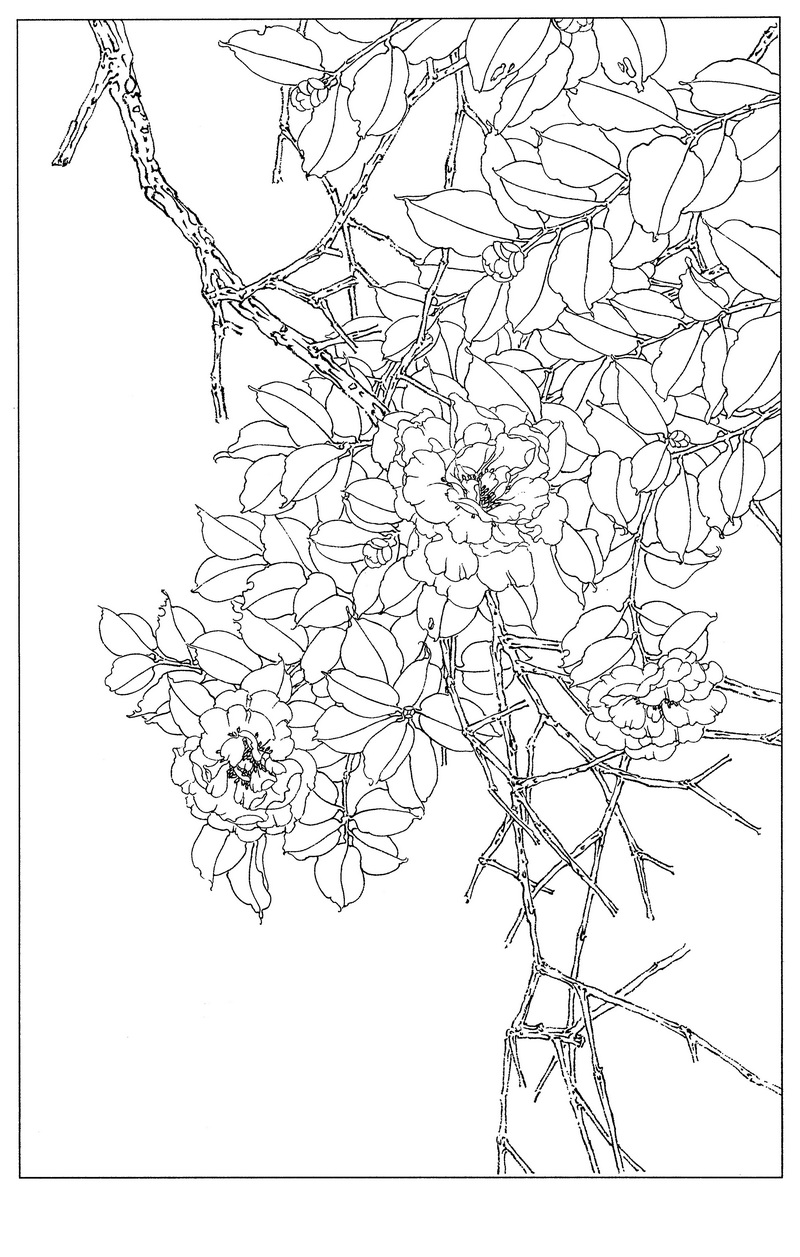 《工笔白描茶花图-11》高清白描作品 白描-第1张