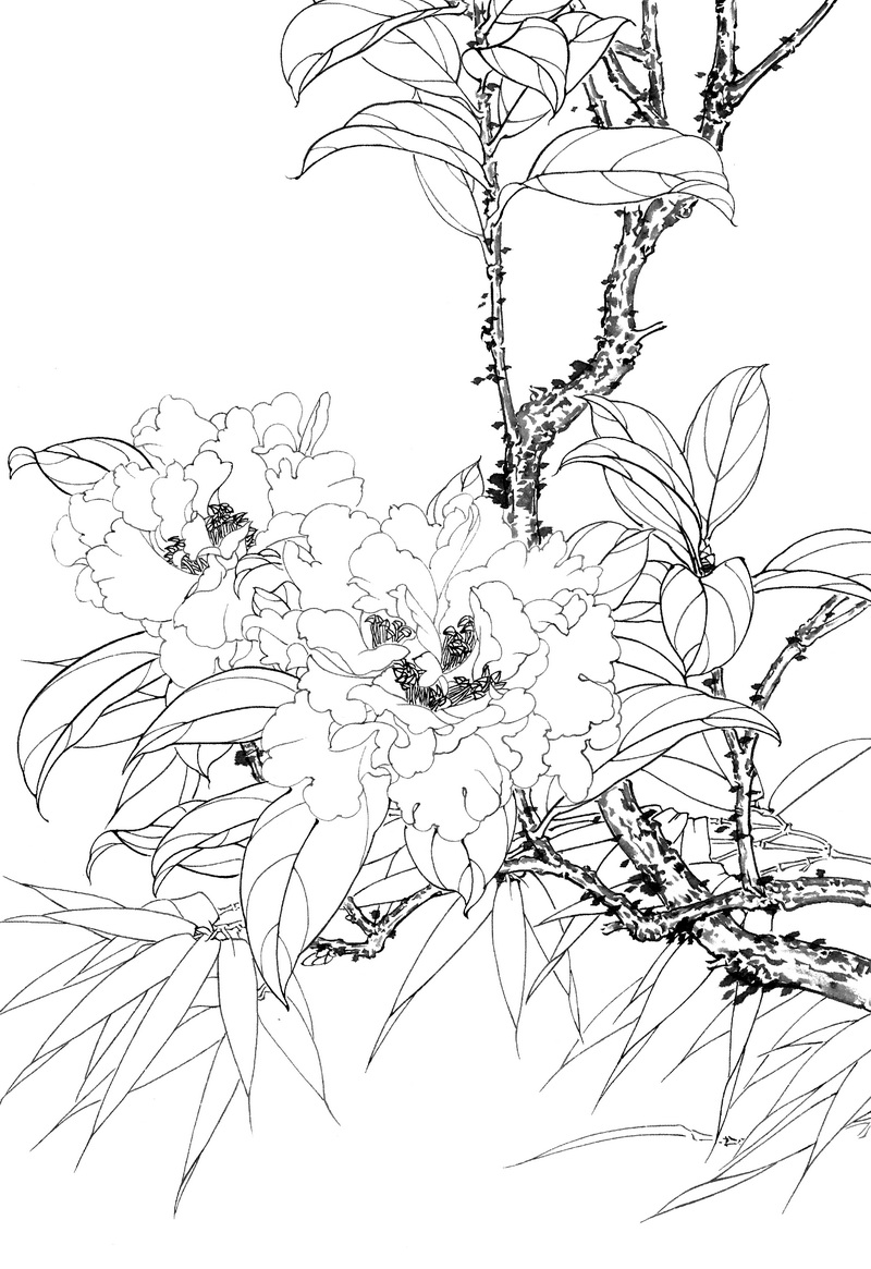 《工笔白描茶花图-45》高清白描作品 白描-第1张