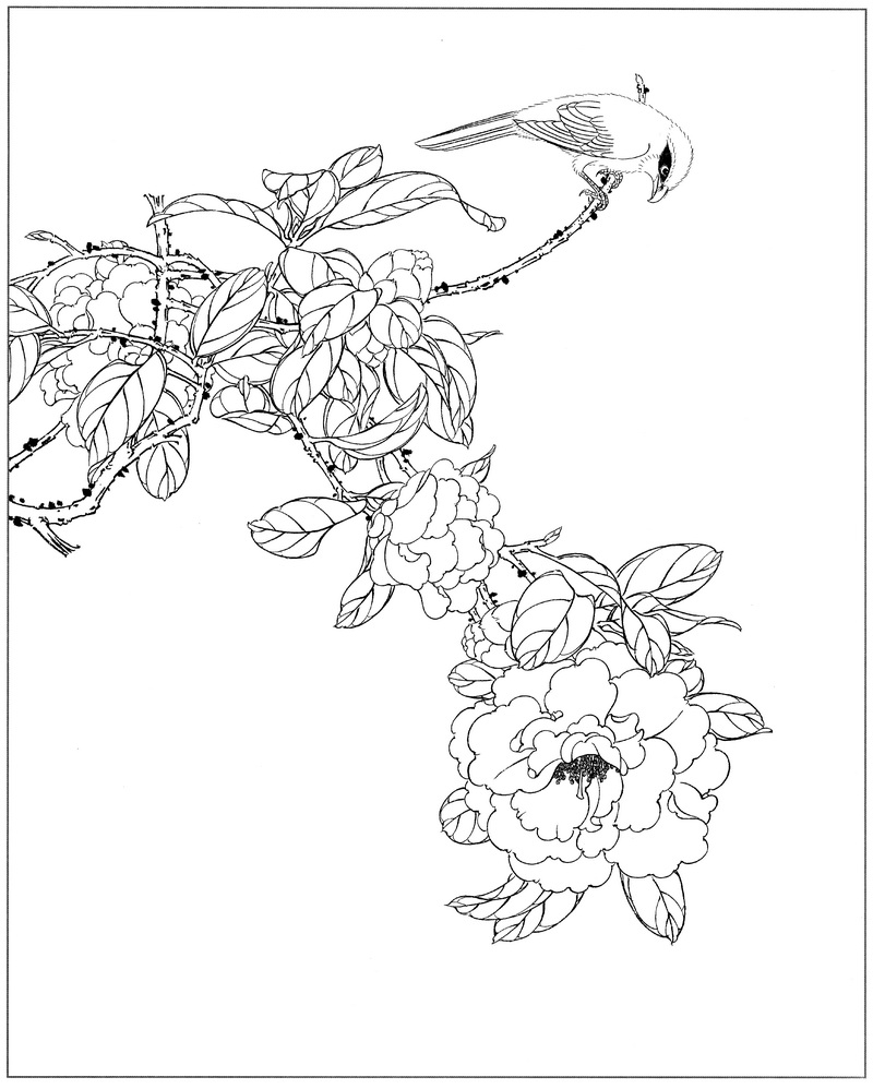 《工笔白描茶花图-59》高清白描作品 白描-第1张