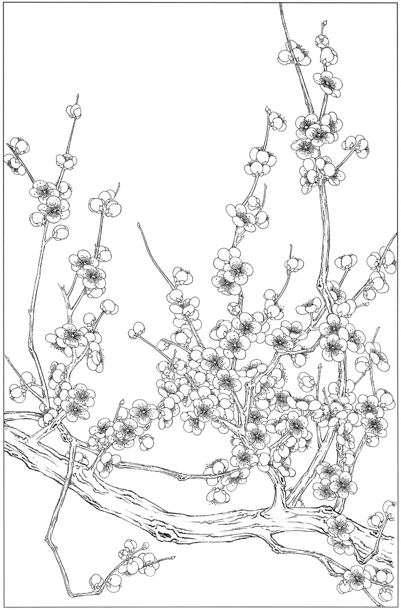 工笔白描梅花图-1》高清白描作品– 高清名画 