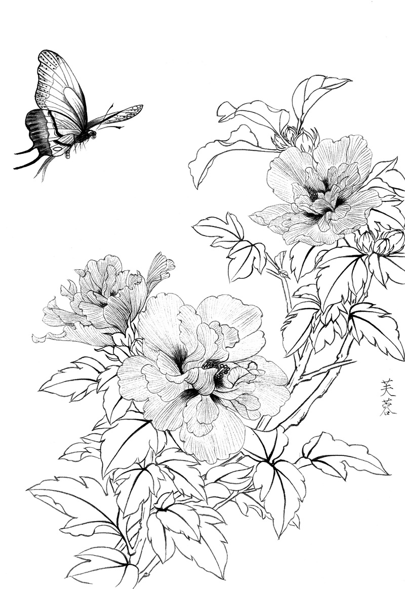 《工笔白描芙蓉图-1》高清白描作品 白描-第1张