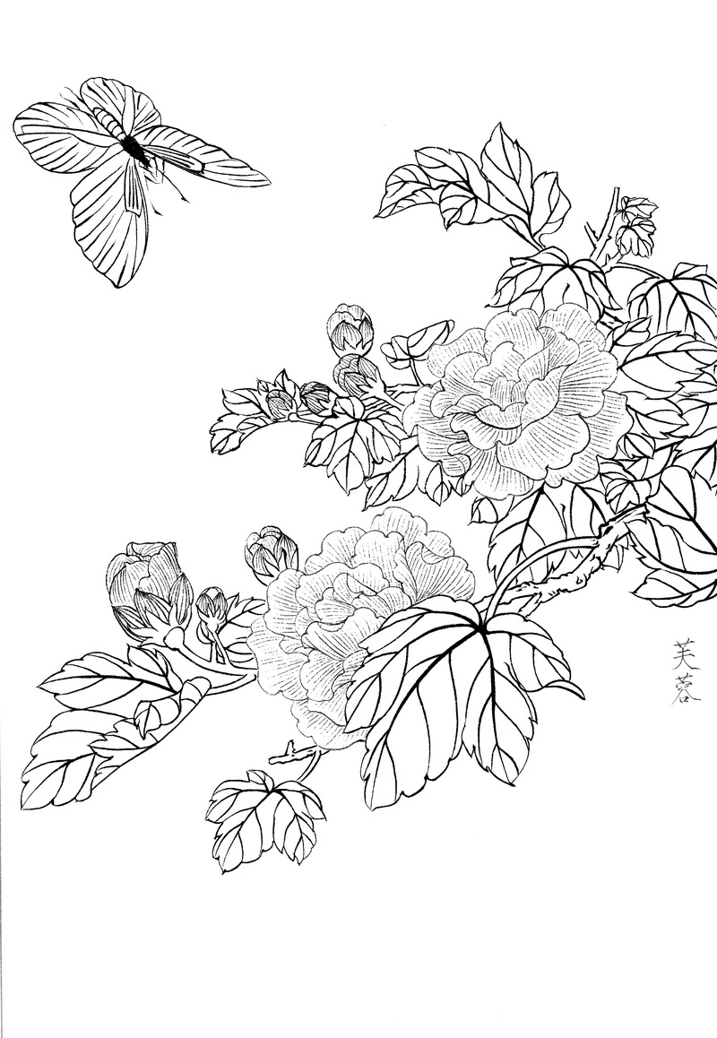 《工笔白描芙蓉图-5》高清白描作品 白描-第1张