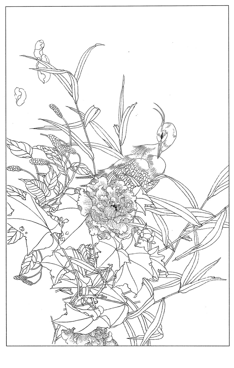 《工笔白描芙蓉图-6》高清白描作品 白描-第1张