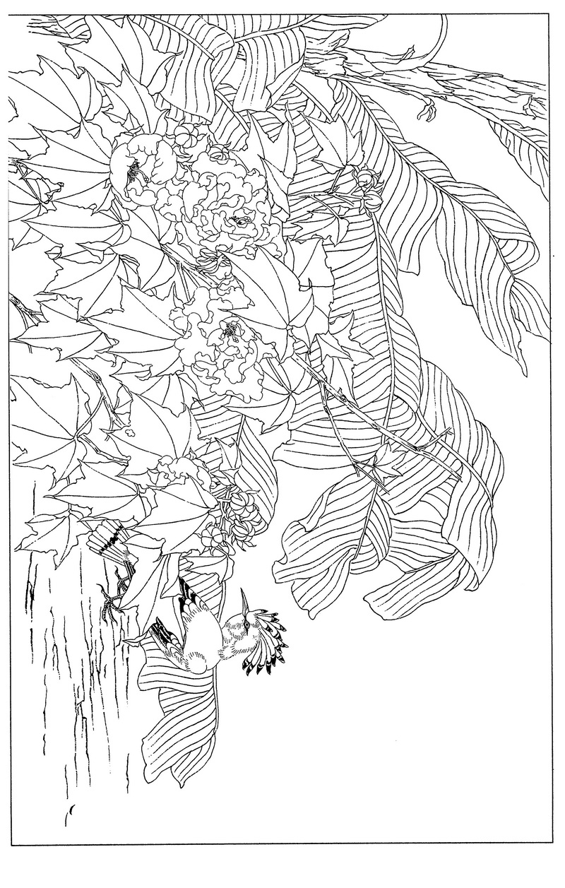 《工笔白描芙蓉图-9》高清白描作品 白描-第1张