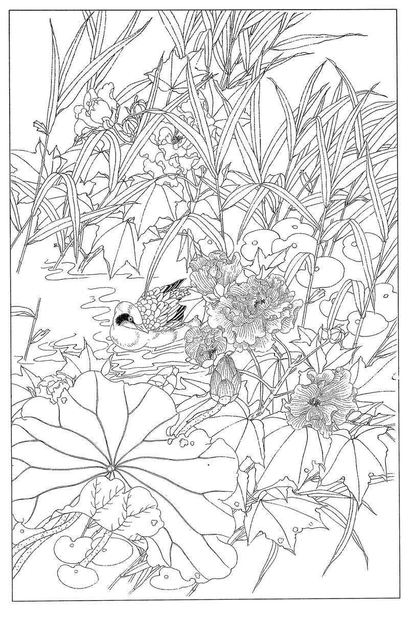 《工笔白描芙蓉图-16》高清白描作品 白描-第1张