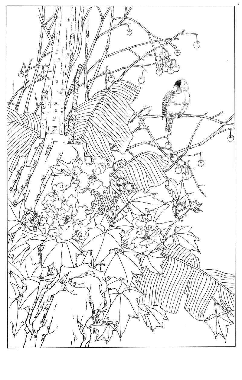 《工笔白描芙蓉图-18》高清白描作品 白描-第1张