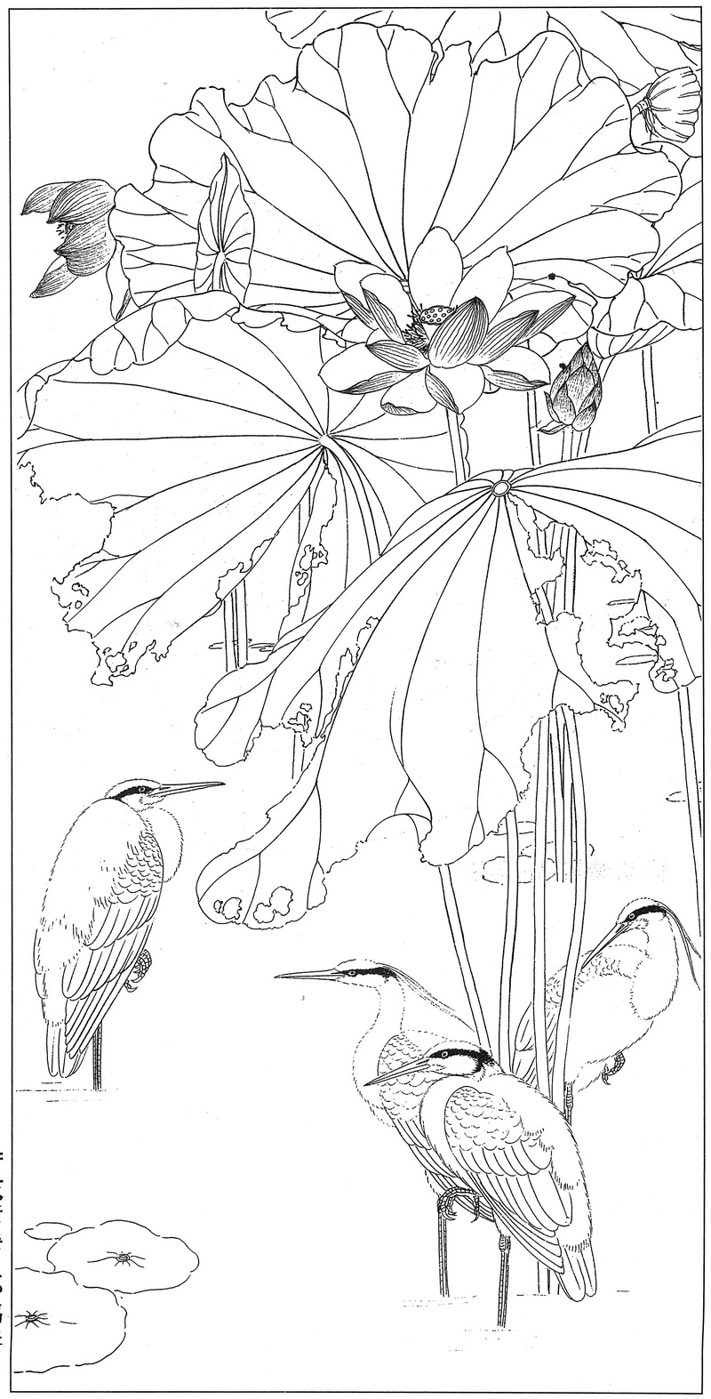 《工笔白描荷花图-11》高清白描作品 白描-第1张