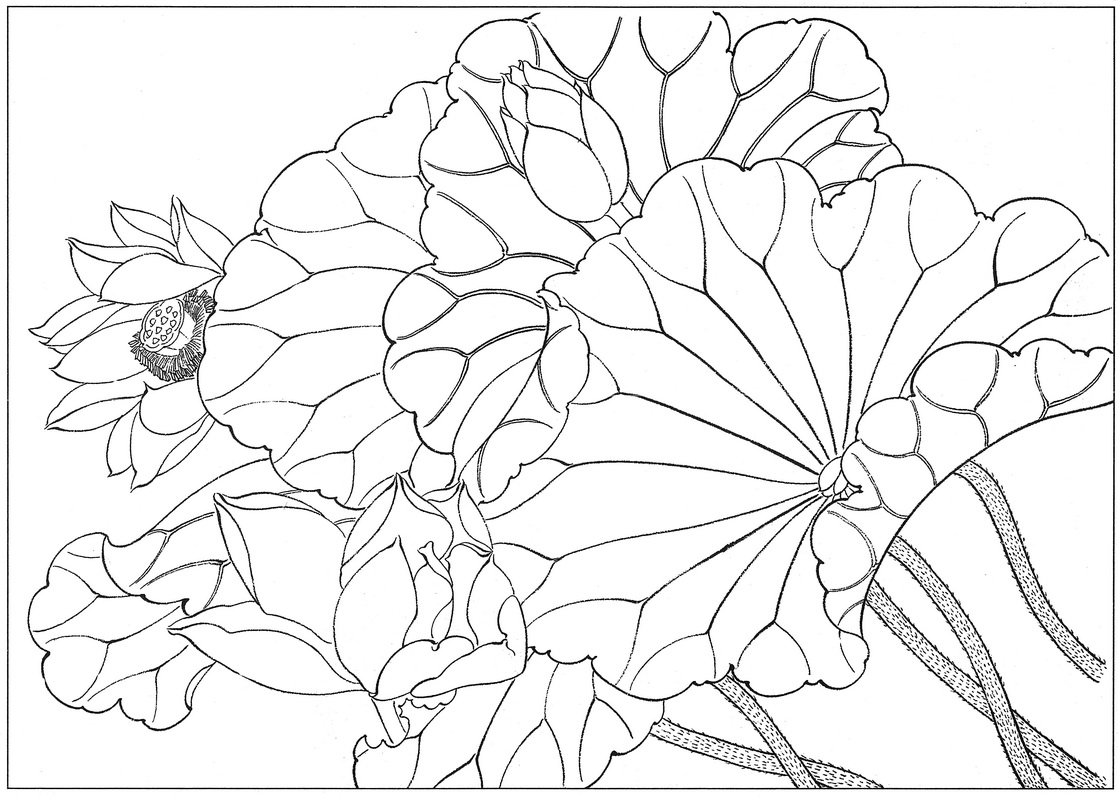 《工笔白描荷花图-28》高清白描作品 白描-第1张