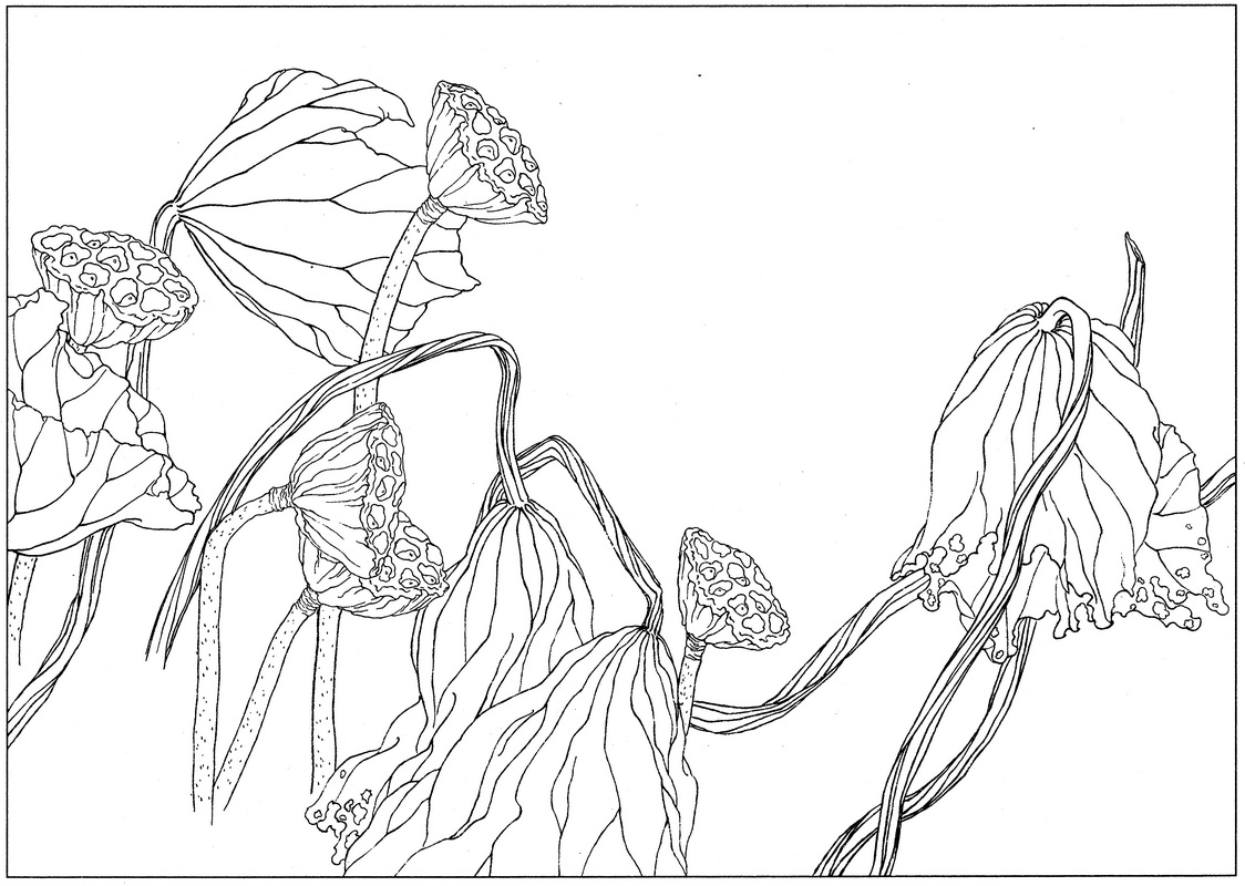 《工笔白描荷花图-33》高清白描作品 白描-第1张