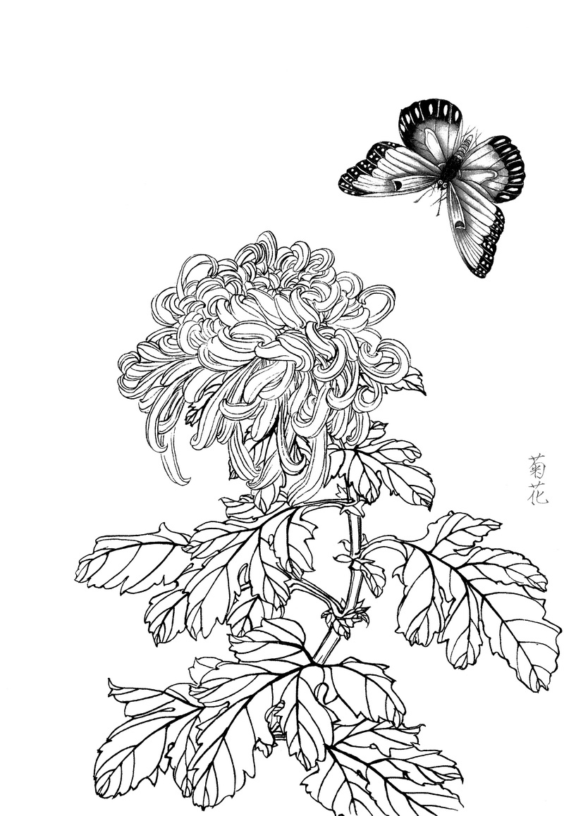 《工笔白描菊花图-1》高清白描作品 白描-第1张