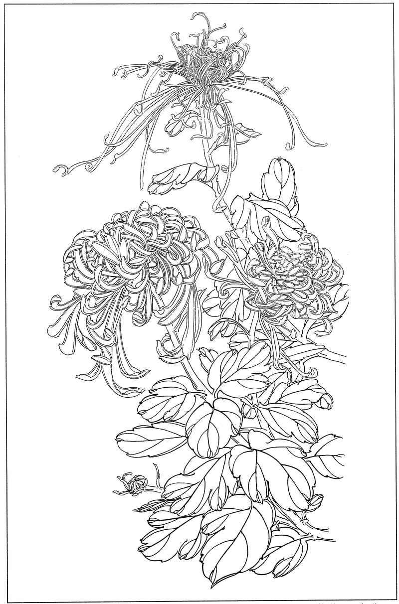 《工笔白描菊花图-2》高清白描作品 白描-第1张