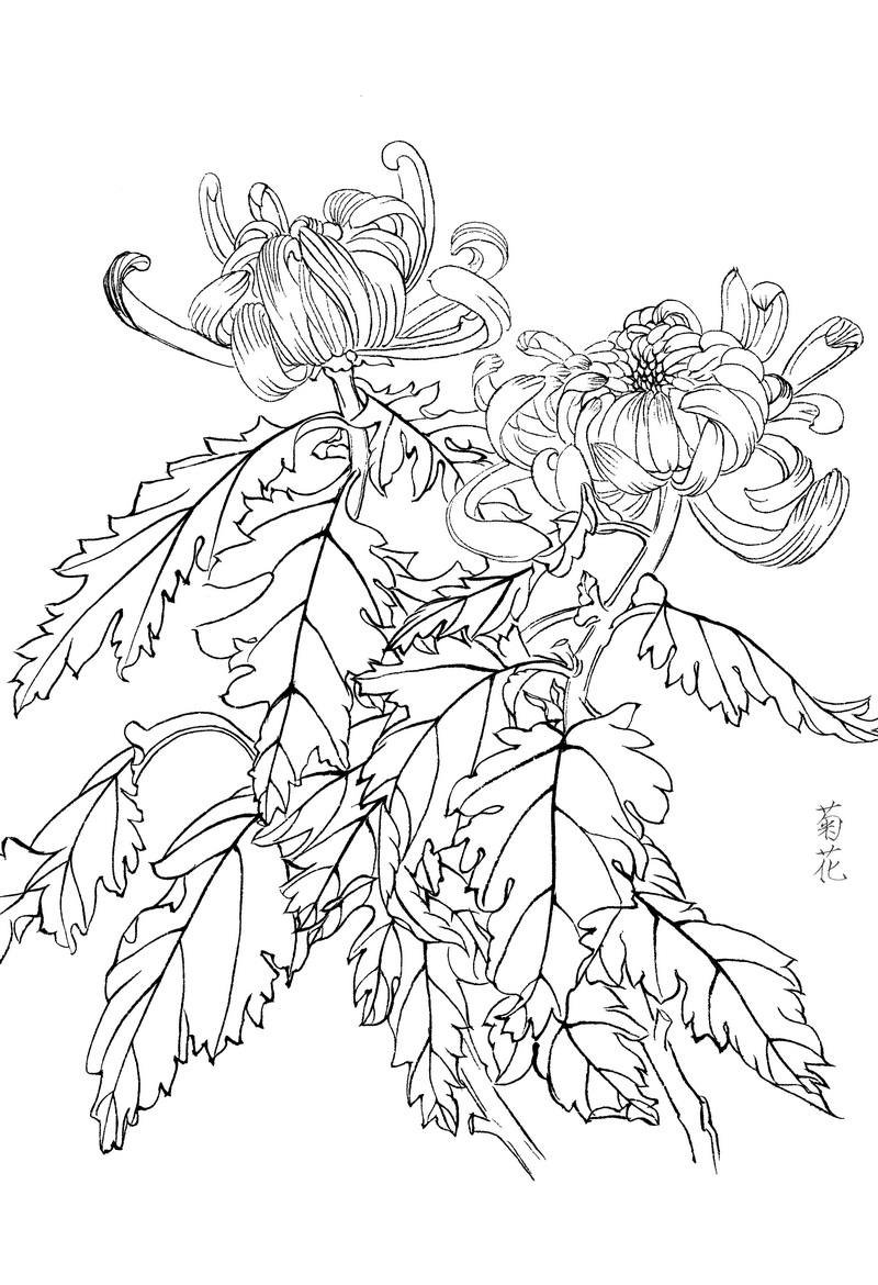 《工笔白描菊花图-3》高清白描作品 白描-第1张