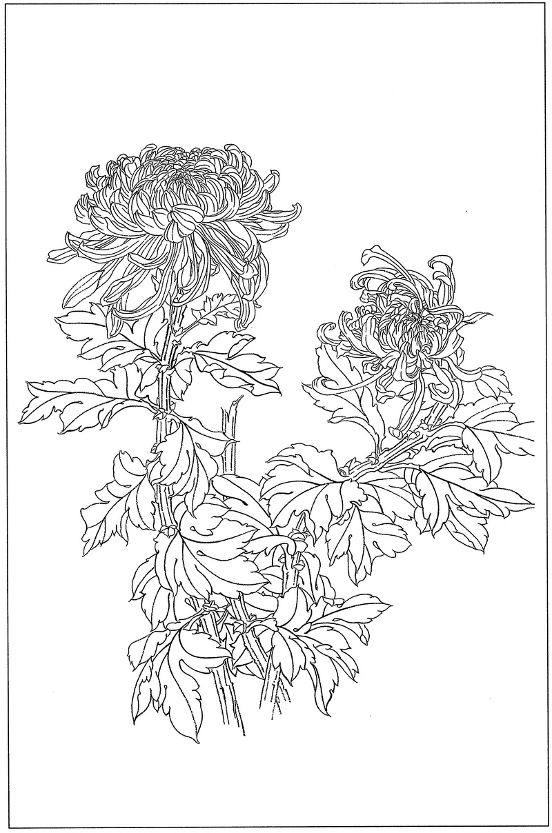 《工笔白描菊花图-4》高清白描作品 白描-第1张