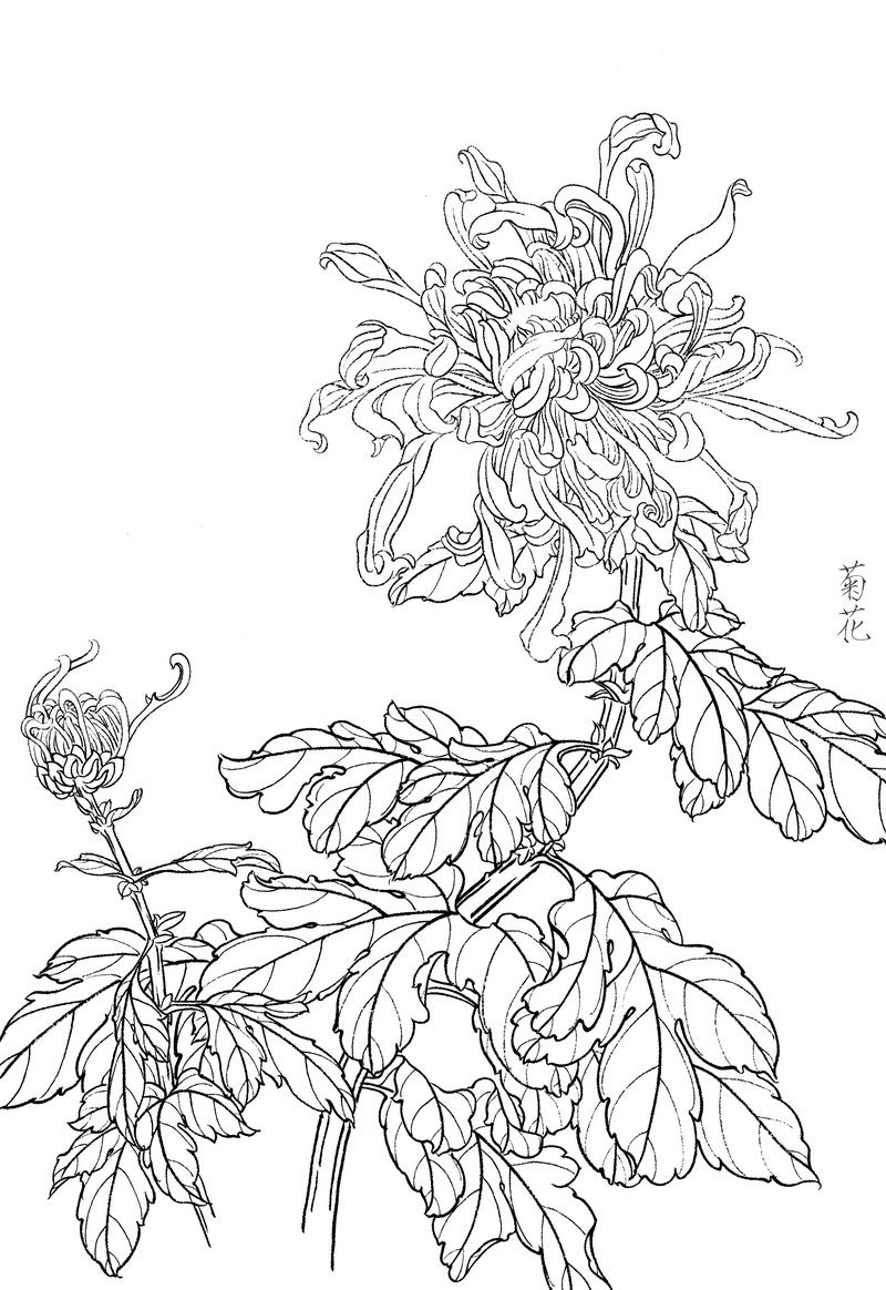 《工笔白描菊花图-5》高清白描作品 白描-第1张