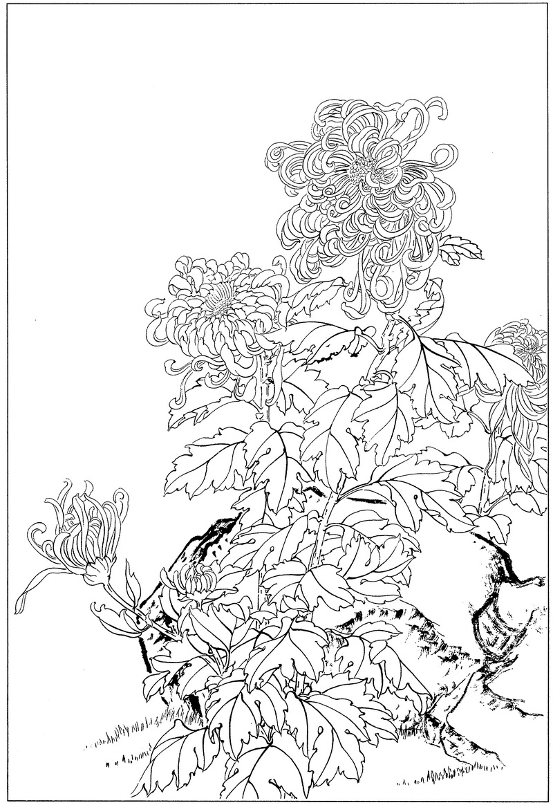 《工笔白描菊花图-8》高清白描作品 白描-第1张