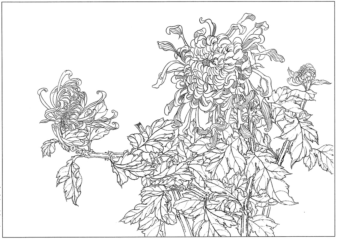 《工笔白描菊花图-11》高清白描作品 白描-第1张