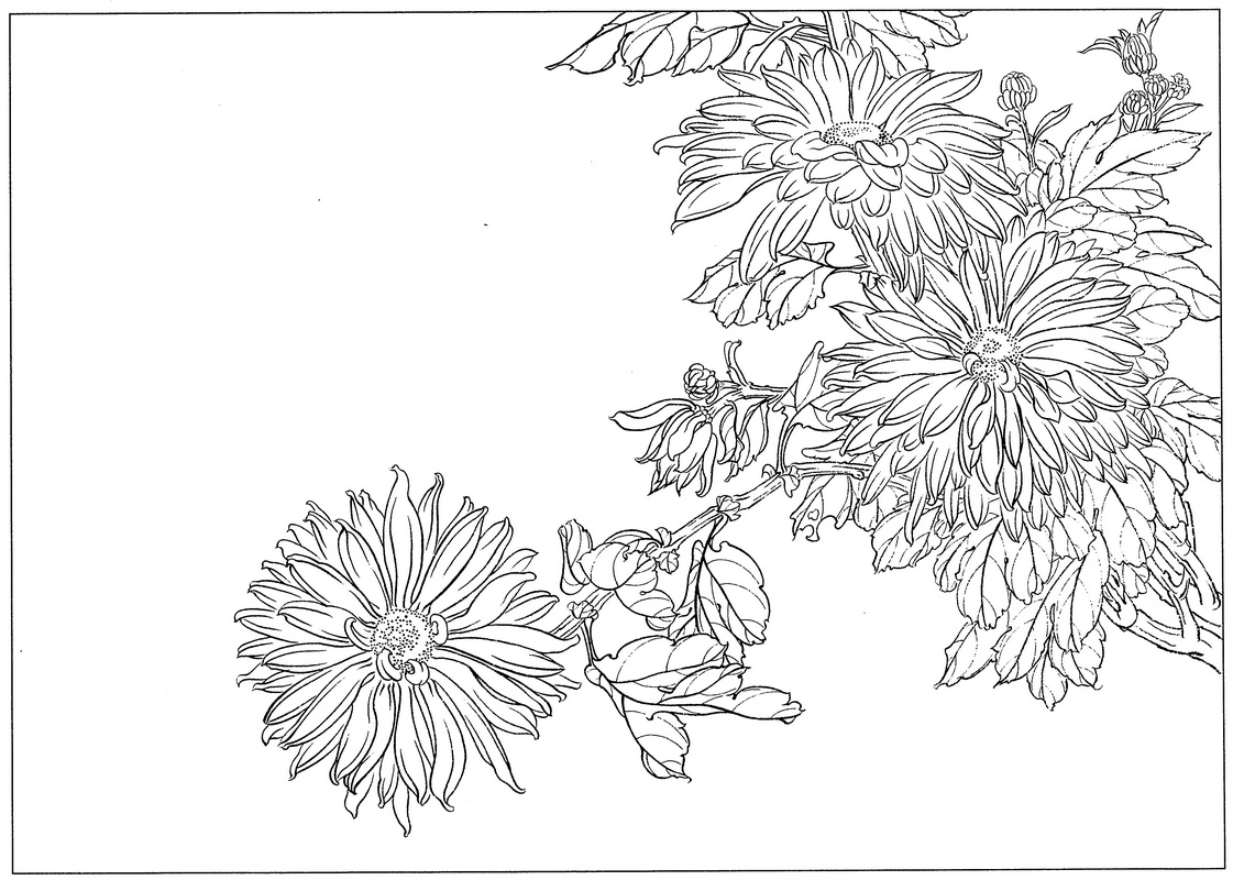 《工笔白描菊花图-12》高清白描作品 白描-第1张