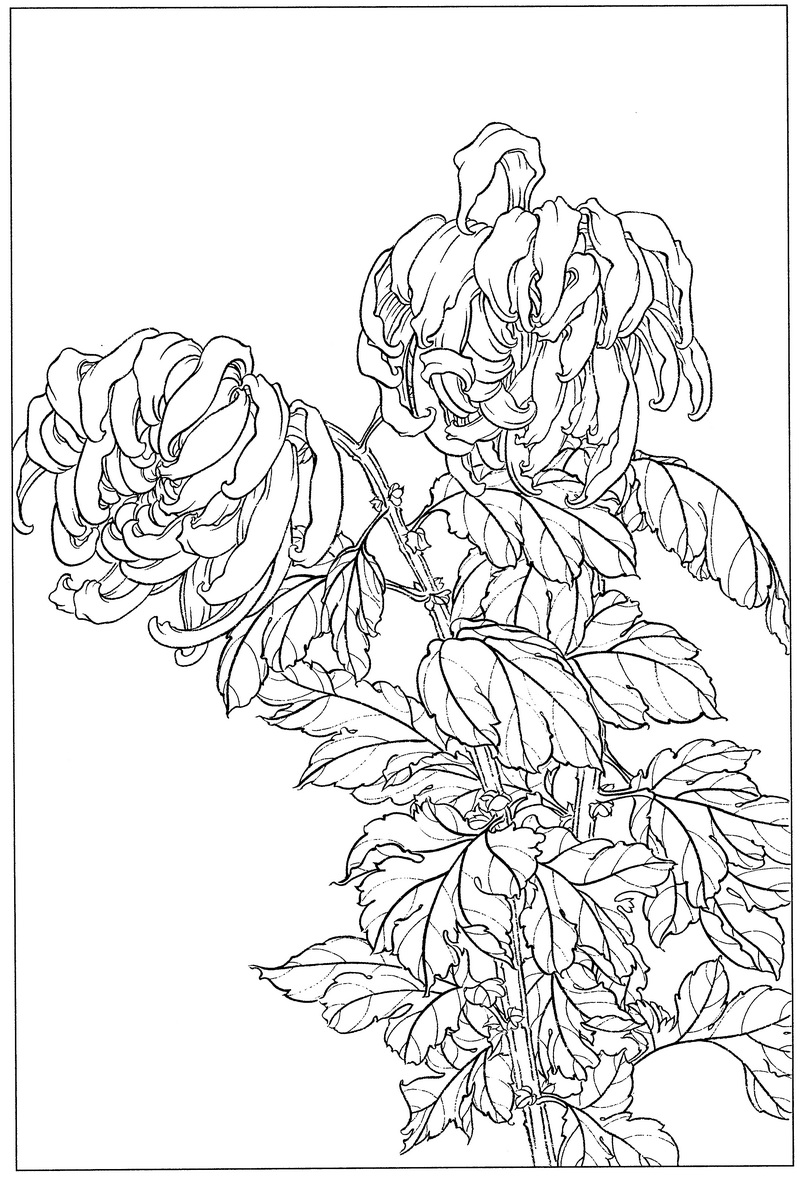 《工笔白描菊花图-17》高清白描作品 白描-第1张