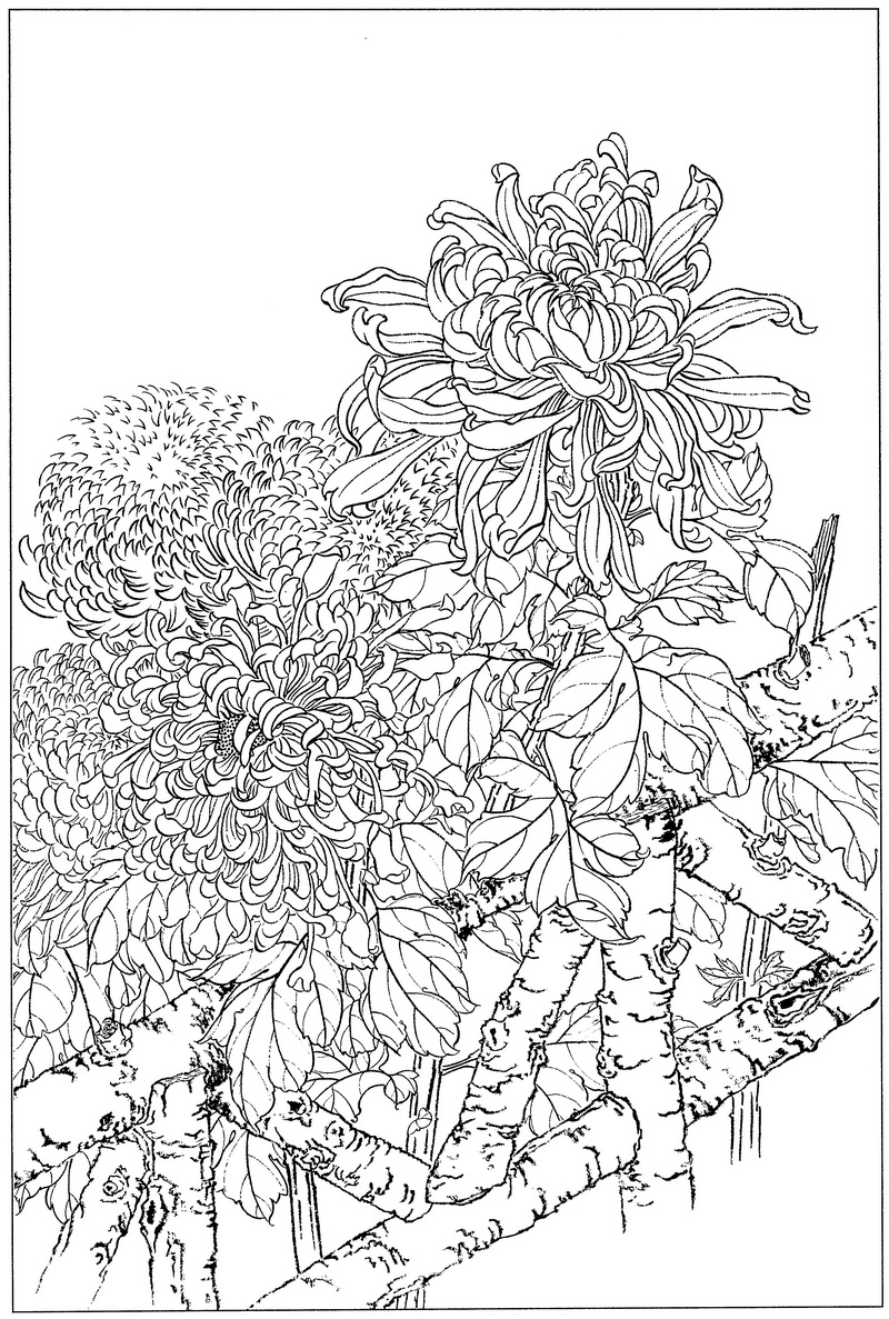 《工笔白描菊花图-19》高清白描作品 白描-第1张