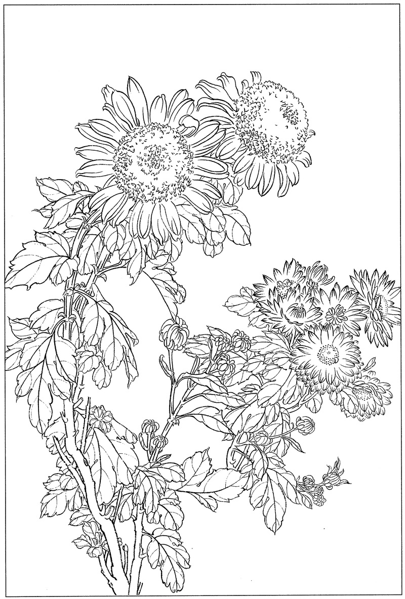 《工笔白描菊花图-20》高清白描作品 白描-第1张