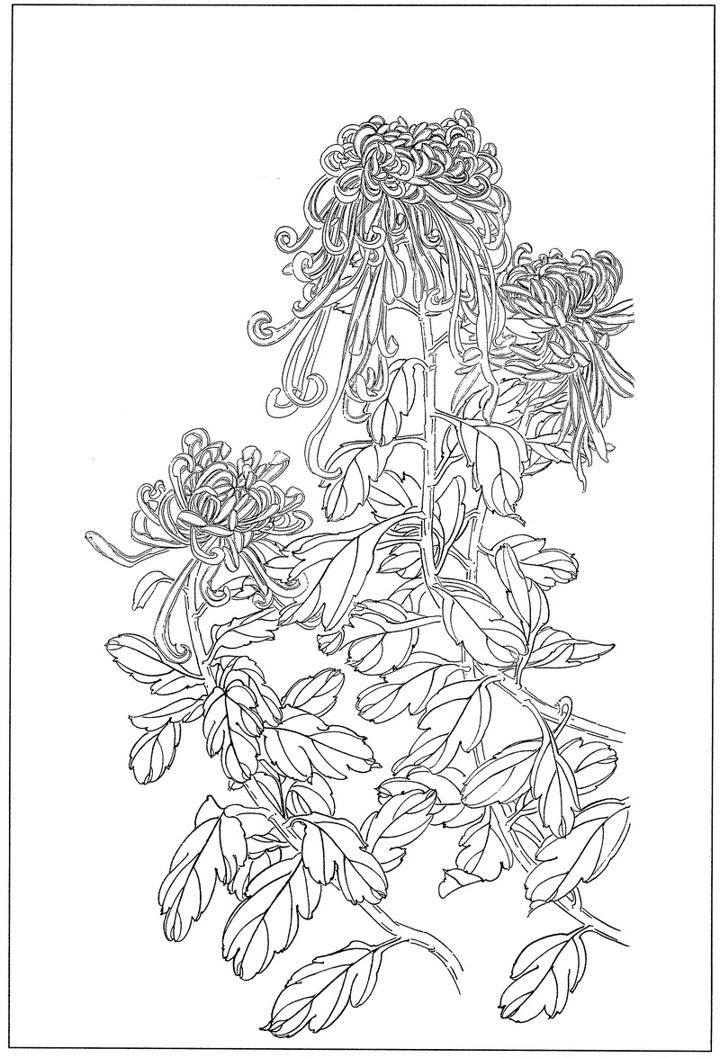 《工笔白描菊花图-27》高清白描作品 白描-第1张