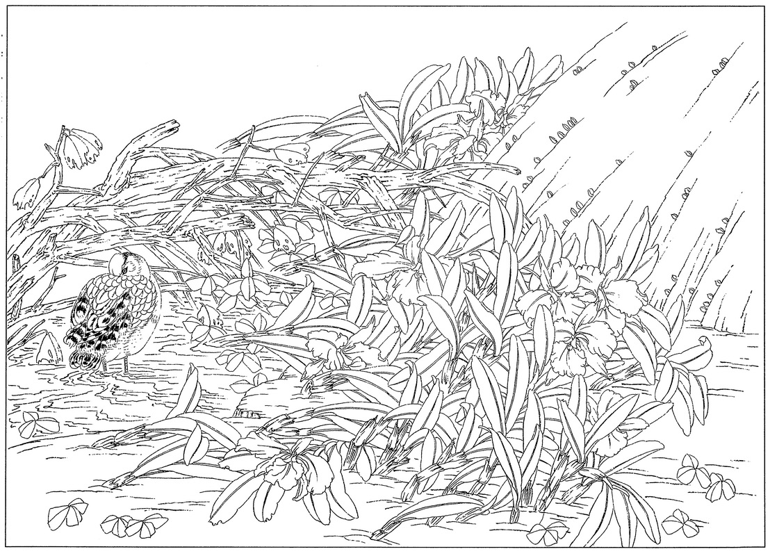 《工笔白描兰花图-12》高清白描作品 白描-第1张