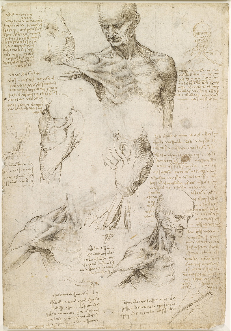 A004007《男性肩膀的解剖研究》意大利画家达芬奇高清作品 意大利-第1张