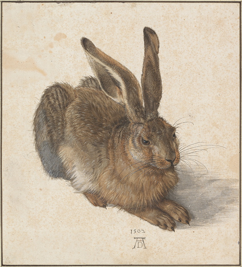 A027016《年轻的野兔》德国画家阿尔布雷特·丢勒高清作品 德国-第1张