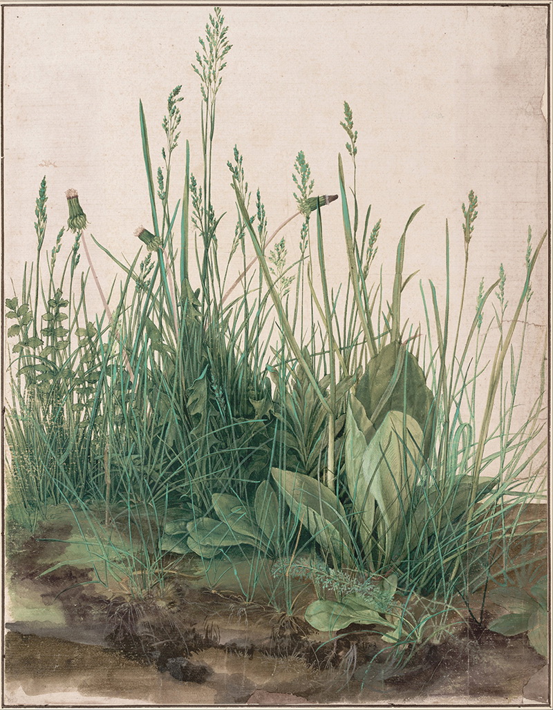 A027023《 青草地》德国画家阿尔布雷特·丢勒高清作品 德国-第1张