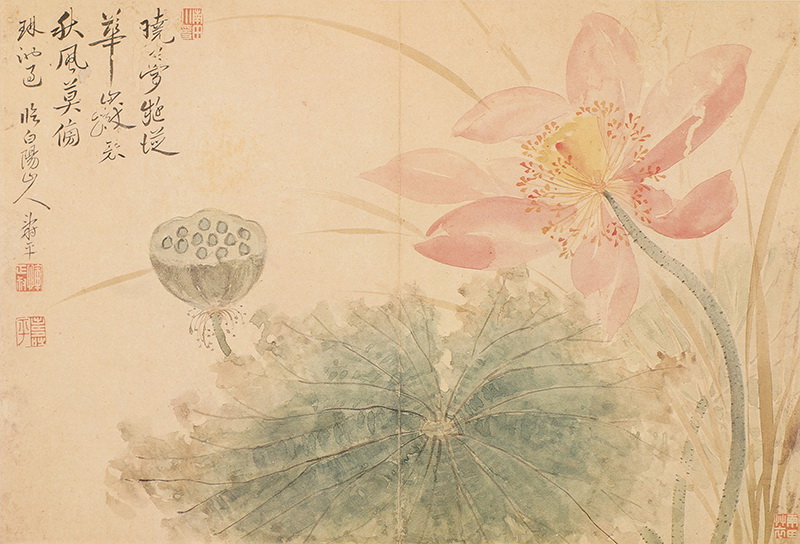 B2124139《出水芙蓉（临陈淳）》清代画家恽寿平高清作品 清代-第1张