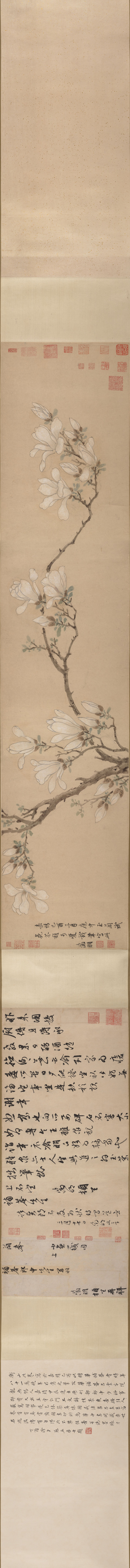 B3082076《白玉兰图卷》明代画家文徵明高清作品 明代-第1张