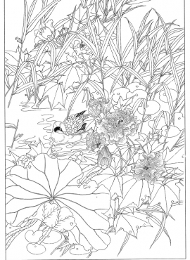 《工笔白描芙蓉图-16》高清白描作品