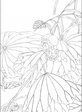 《工笔白描荷花图-62》高清白描作品