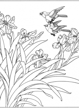 《工笔白描兰花图-5》高清白描作品