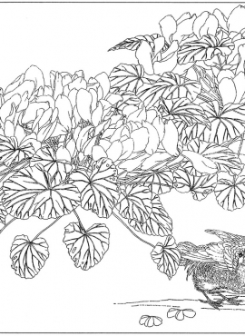 《工笔白描兰花图-39》高清白描作品