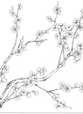 《工笔白描梅花图-4》高清白描作品