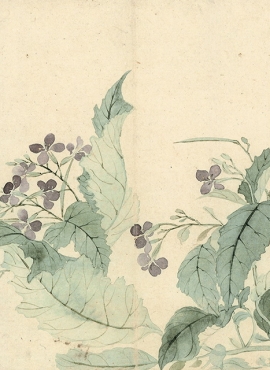 b2124083《瓯香馆写生册之海棠》清代画家恽寿平高清作品