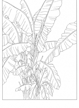 《工笔白描芭蕉图-13》高清白描作品