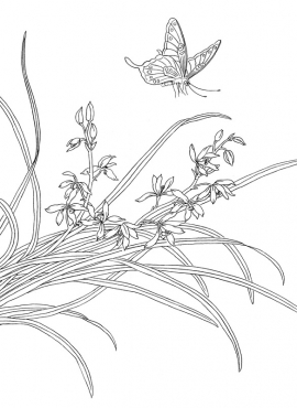 《工笔白描兰花图-14》高清白描作品