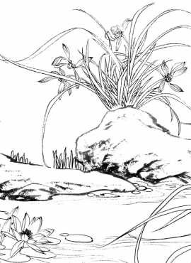 《工笔白描兰花图-21》高清白描作品